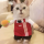 User R3nKai, Profilbild, Avatar