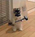 Profilbild PINGU_SWISS, Avatar