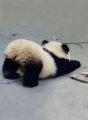Profilbild Pandatyp, Avatar