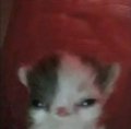 Profilbild Shease, Avatar