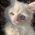 Profilbild Celucari, Avatar