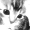 Iena Avatar, Iena Profilbild