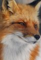 User JangoFox, Profilbild