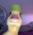 Profilbild zNitr01, Avatar