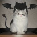 Profilbild Satanina, Avatar