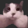 Profilbild AlbertdieKatze, Avatar