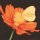 User Agent-BMX, Profilbild, Avatar