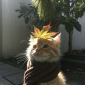 Profilbild Skorbjen, Avatar