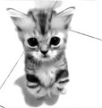 User Iena, Profilbild