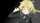 Profilbild Elite_trupper, Avatar